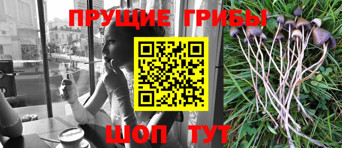 Нижний Тагил  Псилоцибиновые грибы Psilocybe  Псилоцибиновые грибы мицелий  Вход с VPN 